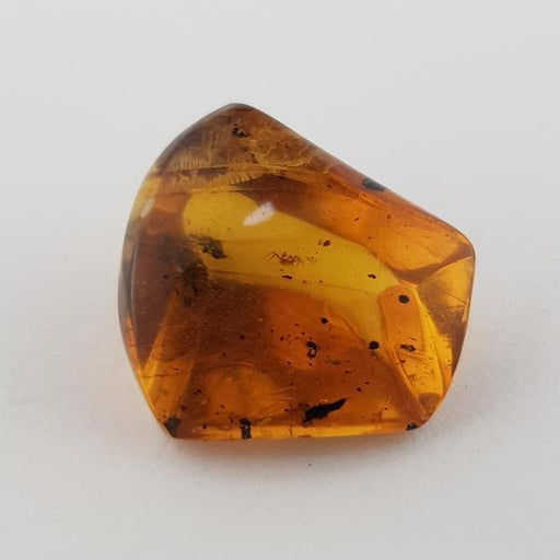 2.84ct Piece of Amber with Spider inside 13x12mm - Dynagem 